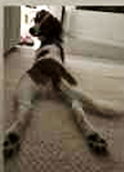 hȂOɂ錢

AI Rec͌܂މ\܂B