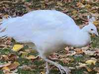 HׂĂ钹

AI Rec͌܂މ\܂B