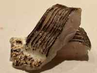 動物, 軟体動物 が含まれている画像
AI 生成コンテンツは誤りを含む可能性があります。