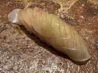 動物, 軟体動物, 食品, 座る が含まれている画像
AI 生成コンテンツは誤りを含む可能性があります。