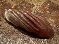 動物, 食品, 座る, 茶色 が含まれている画像
AI 生成コンテンツは誤りを含む可能性があります。