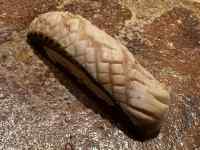 動物, 食品, 鳥 が含まれている画像
AI 生成コンテンツは誤りを含む可能性があります。