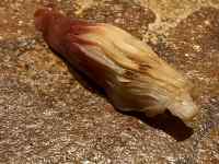 茶色の動物
AI 生成コンテンツは誤りを含む可能性があります。