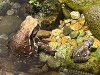 カエル, 食品, 大きい, 立つ が含まれている画像
AI 生成コンテンツは誤りを含む可能性があります。