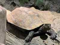 爬虫類, 動物, 立つ, 犬 が含まれている画像
AI 生成コンテンツは誤りを含む可能性があります。