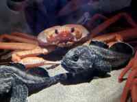 動物, 虫, 座る, テーブル が含まれている画像
AI 生成コンテンツは誤りを含む可能性があります。