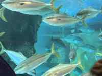 水, 動物, 魚, 座る が含まれている画像
AI 生成コンテンツは誤りを含む可能性があります。