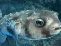 動物, 魚, 探す, 立つ が含まれている画像
AI 生成コンテンツは誤りを含む可能性があります。