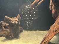 動物, 猫, 茶色, 立つ が含まれている画像
AI 生成コンテンツは誤りを含む可能性があります。