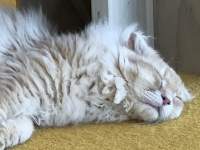 L, M, ,  ܂܂Ă摜

AI Rec͌܂މ\܂B