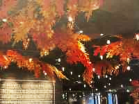 , , Gr ܂܂Ă摜

AI Rec͌܂މ\܂B