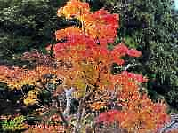 Ԃ炢Ă

AI Rec͌܂މ\܂B