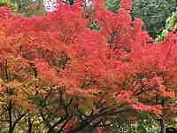 Ԃ炢Ă

AI Rec͌܂މ\܂B