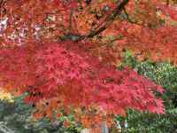 �Ԃ��炢�Ă����

AI �����R���e���c�͌����܂މ\��������܂��B