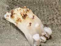 ���O, �������, ����, �H�i ���܂܂�Ă���摜

AI �����R���e���c�͌����܂މ\��������܂��B