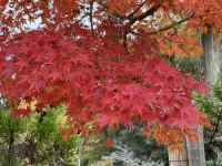 �s���N�F�̉Ԃ��炢�Ă����

AI �����R���e���c�͌����܂މ\��������܂��B