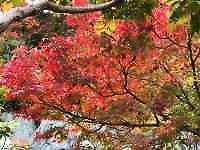 �؂̎}�ɍ炢�Ă����

AI �����R���e���c�͌����܂މ\��������܂��B