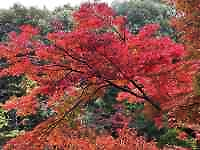 �؂̎}�ŐA���Ă���A��

AI �����R���e���c�͌����܂މ\��������܂��B