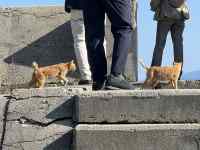 ���O, ����, ����, �j ���܂܂�Ă���摜

AI �����R���e���c�͌����܂މ\��������܂��B