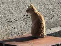 ����, �M����, ���O, ���� ���܂܂�Ă���摜

AI �����R���e���c�͌����܂މ\��������܂��B