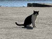 ���l�ɗ����Ă���L

AI �����R���e���c�͌����܂މ\��������܂��B