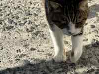 �D�̏�ɗ����Ă���L

AI �����R���e���c�͌����܂މ\��������܂��B