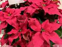 �s���N�̉�

AI �����R���e���c�͌����܂މ\��������܂��B