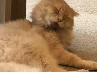 ������グ�Ă���L

AI �����R���e���c�͌����܂މ\��������܂��B