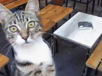 �֎q�ɍ����Ă���L

AI �����R���e���c�͌����܂މ\��������܂��B