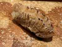 ����, �P�[�L, �H�i, ��i ���܂܂�Ă���摜

AI �����R���e���c�͌����܂މ\��������܂��B