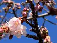 �Ԃ��炢���}

AI �����R���e���c�͌����܂މ\��������܂��B