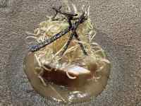 ����, ঒��� ���܂܂�Ă���摜

AI �����R���e���c�͌����܂މ\��������܂��B