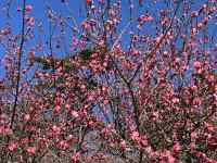 �Ԃ̊G

AI �����R���e���c�͌����܂މ\��������܂��B