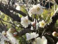 �Ԃ��炢�Ă���A��

AI �����R���e���c�͌����܂މ\��������܂��B