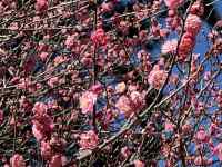 �Ԃ��炢�Ă����

AI �����R���e���c�͌����܂މ\��������܂��B