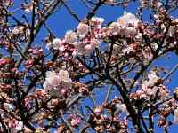 �Ԃ��炢�Ă����

AI �����R���e���c�͌����܂މ\��������܂��B