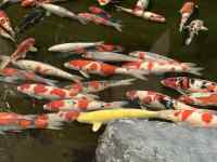 �قȂ�, �s�U, �O���[�v, �H�i ���܂܂�Ă���摜

AI �����R���e���c�͌����܂މ\��������܂��B