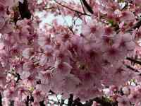 �Ԃ��炢�Ă���A��

AI �����R���e���c�͌����܂މ\��������܂��B