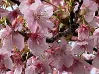 �s���N�̉Ԃ��炢�Ă���

AI �����R���e���c�͌����܂މ\��������܂��B