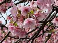 �s���N�̉Ԃ��炢�Ă���

AI �����R���e���c�͌����܂މ\��������܂��B